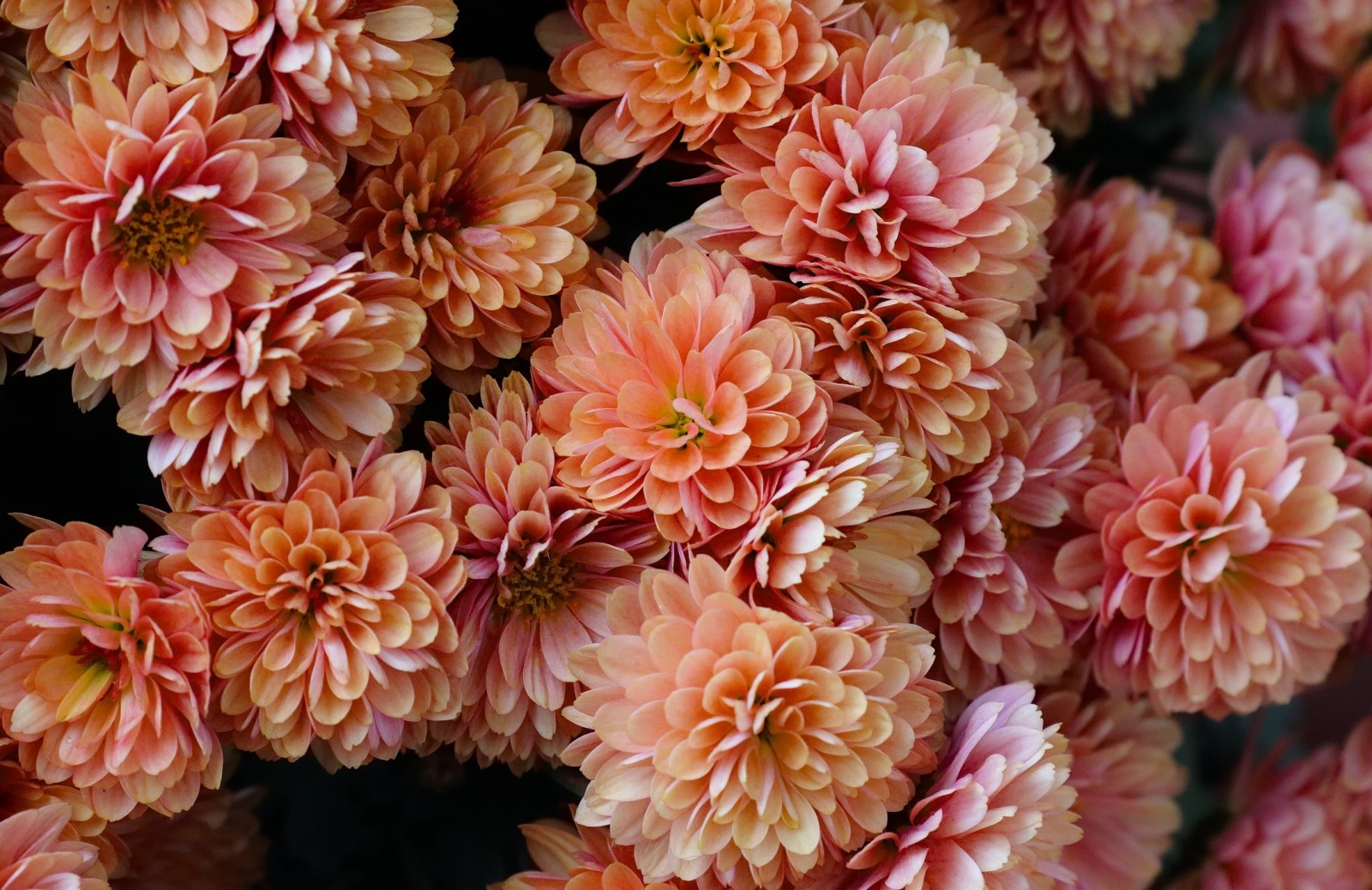 a lot, petals, Chrysanthemum