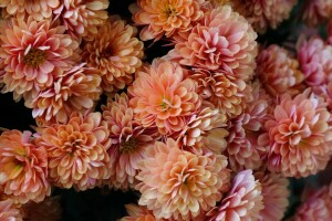 mye, Chrysanthemum, petals