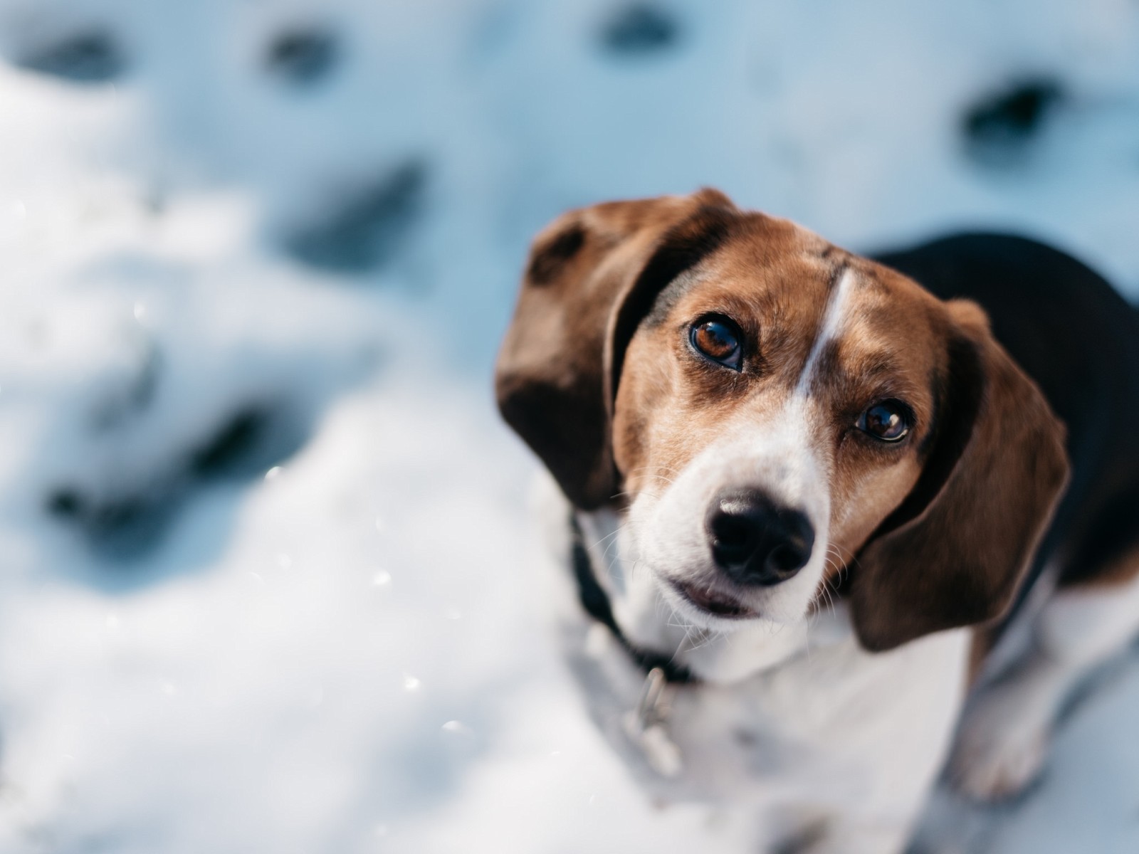 se, hund, ansikte, Beagle