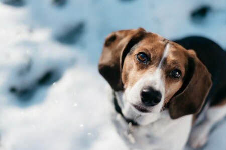 Beagle, hund, ansikt, se