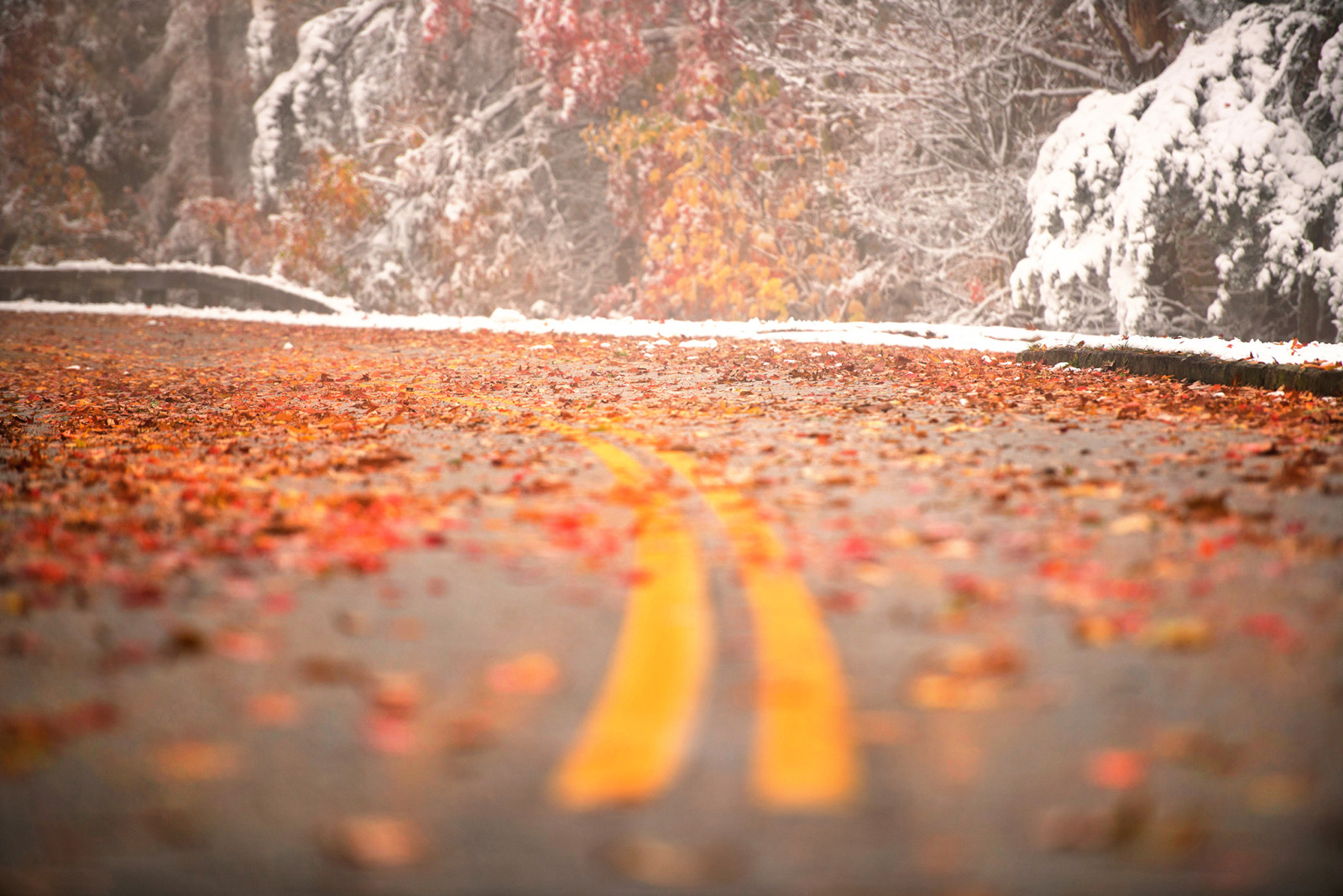 nieve, la carretera, hojas, giro