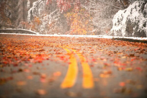 folhas, estrada, neve, virar