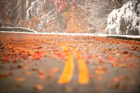 leaves, road, snow, turn