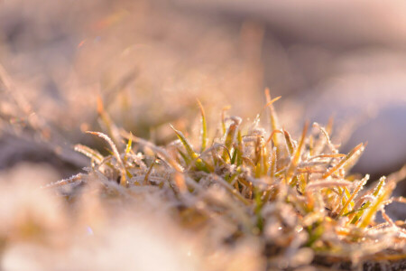 Bush, freezing, frost, grass