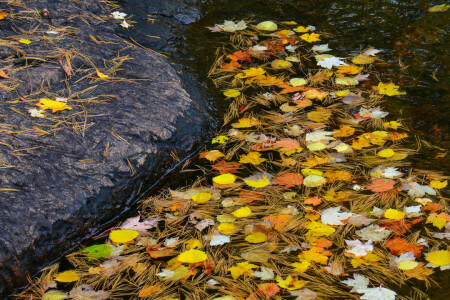 Herbst, Blätter, Nadeln, Stein, Strom, Wasser