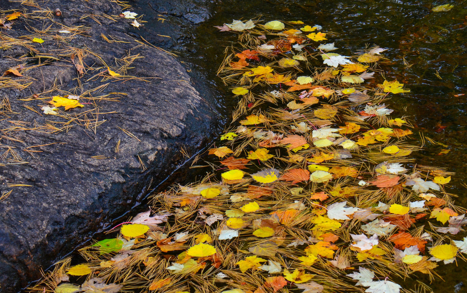 herfst, naalden, bladeren, water, steen, stroom