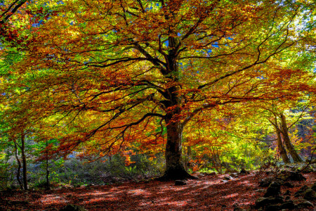 otoño, bosque, hojas, árbol