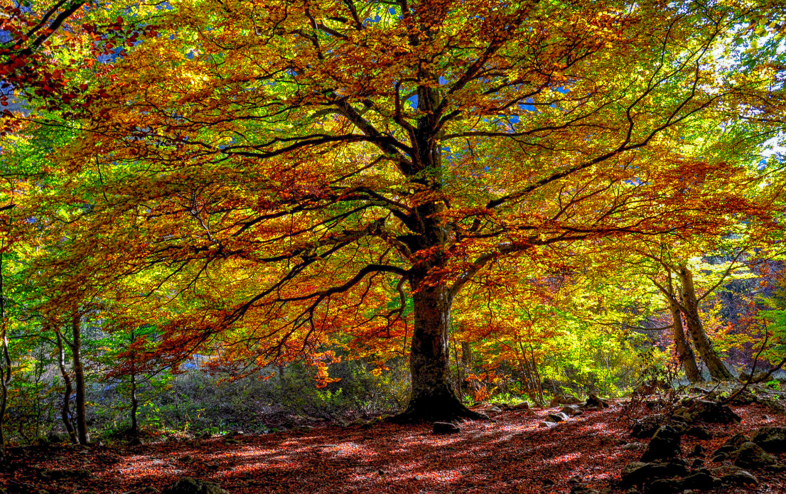 arbre, l'automne, forêt, feuilles