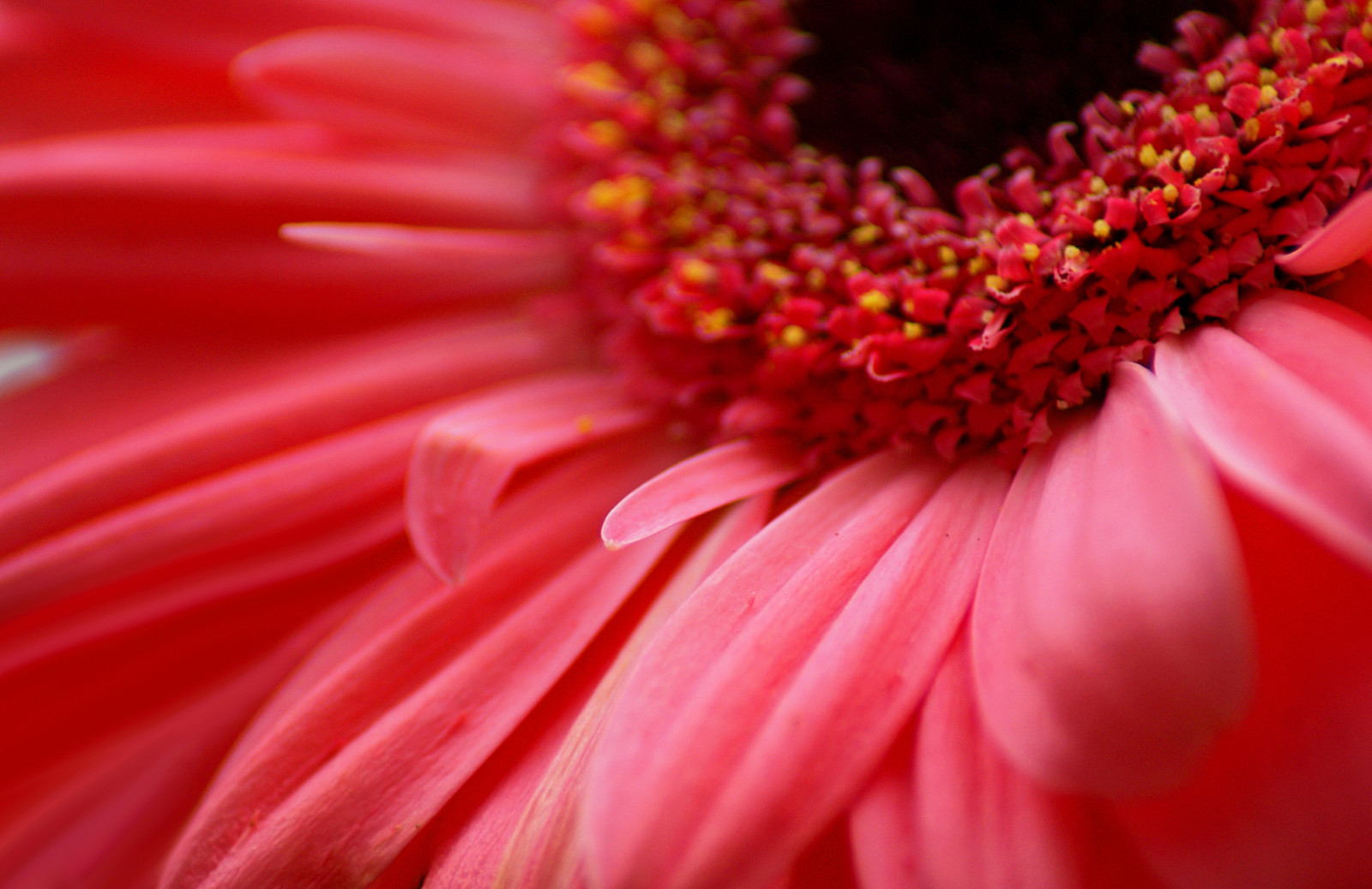 makro, blomst, Gerbera