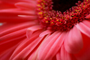 blomst, Gerbera, makro