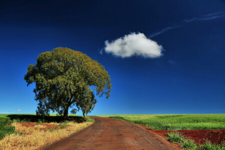 clouds, field, grass, road, the sky, tree