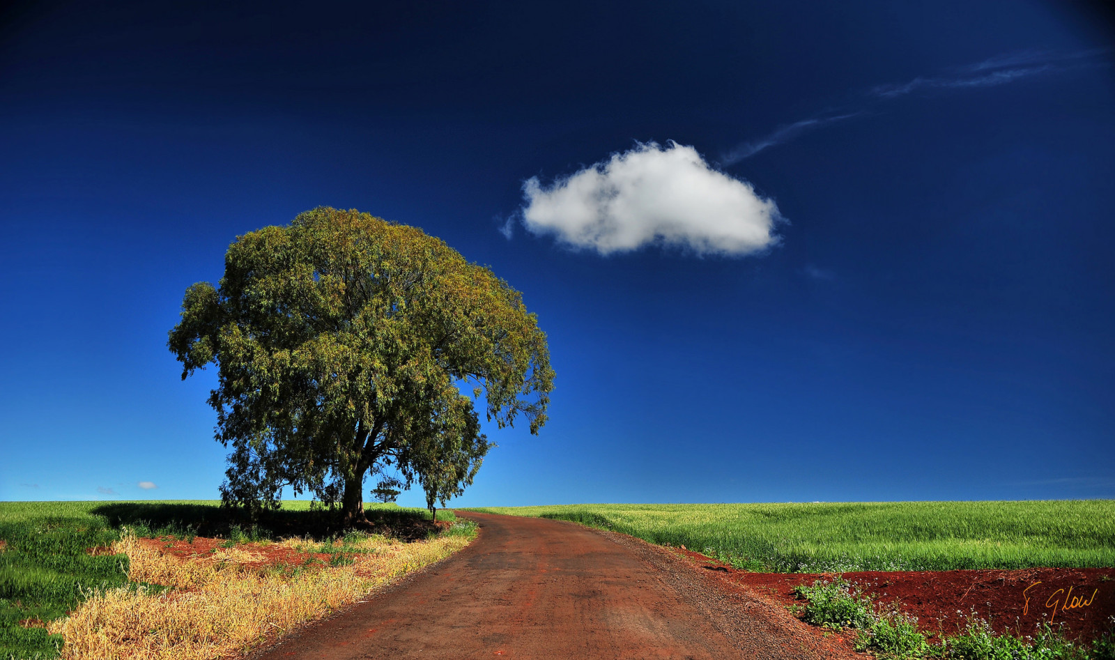 boom, gras, de lucht, weg, veld-, wolken