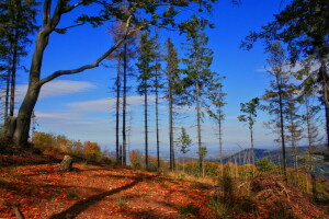 Woud, natuur, de lucht, bomen