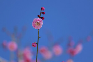 rama, flor, Jardín, primavera, el cielo