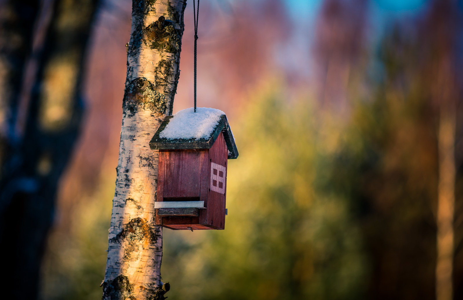 träd, natur, bakgrund, hus