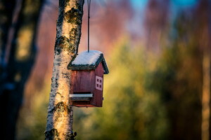 background, house, nature, tree