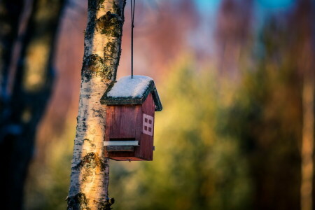 bakgrunn, hus, natur, tre