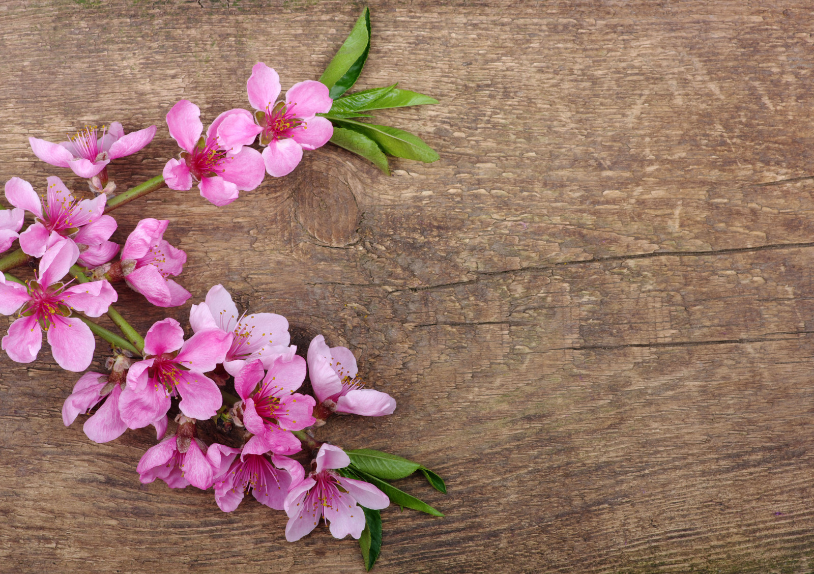 blomster, vår, petals