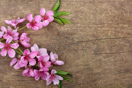 fiori, petali, primavera