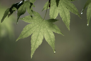 ramas, gotas, hojas, árbol