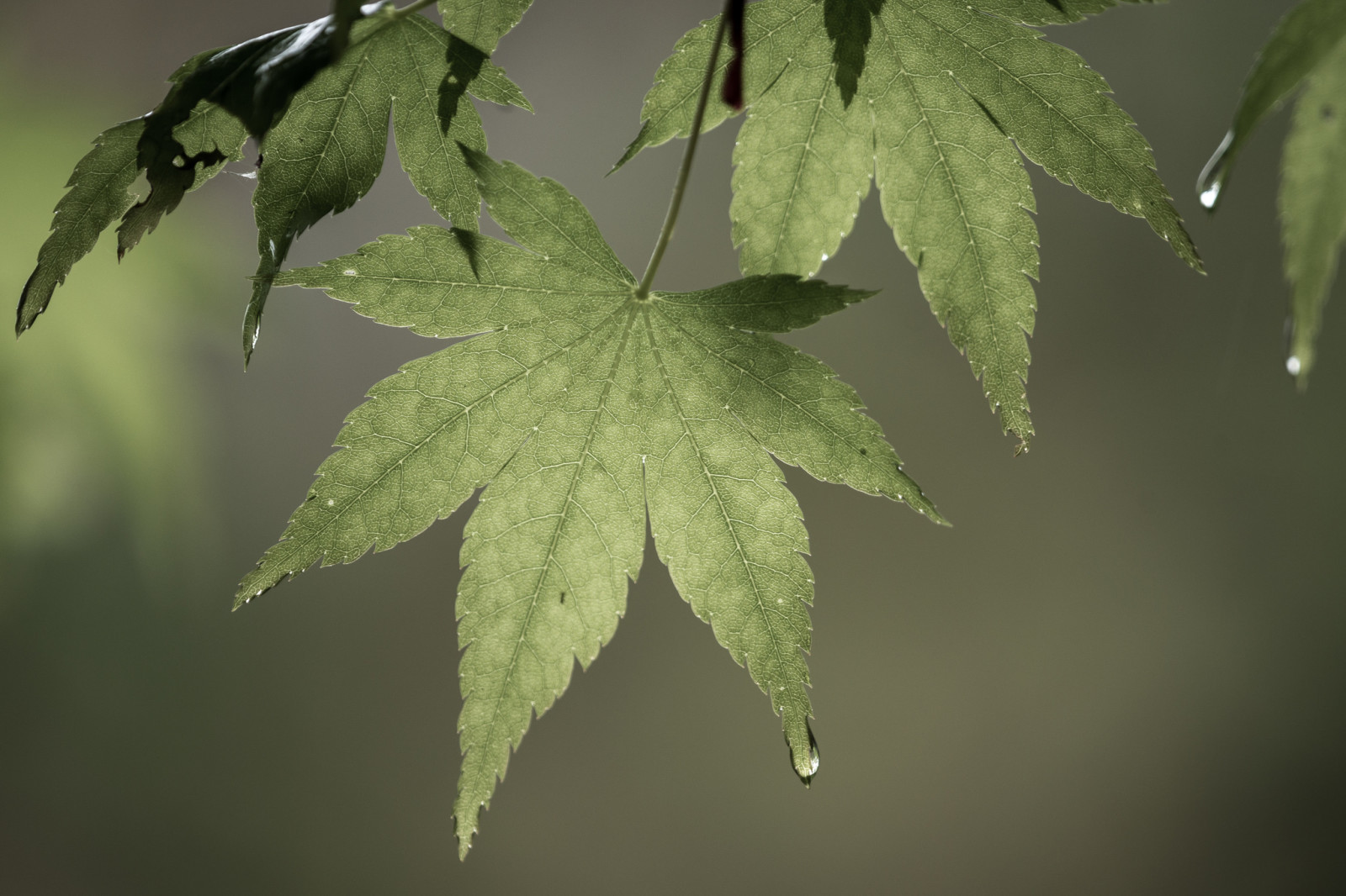 træ, grene, blade, dråber