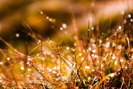 drops, grass, macro, Rosa, water