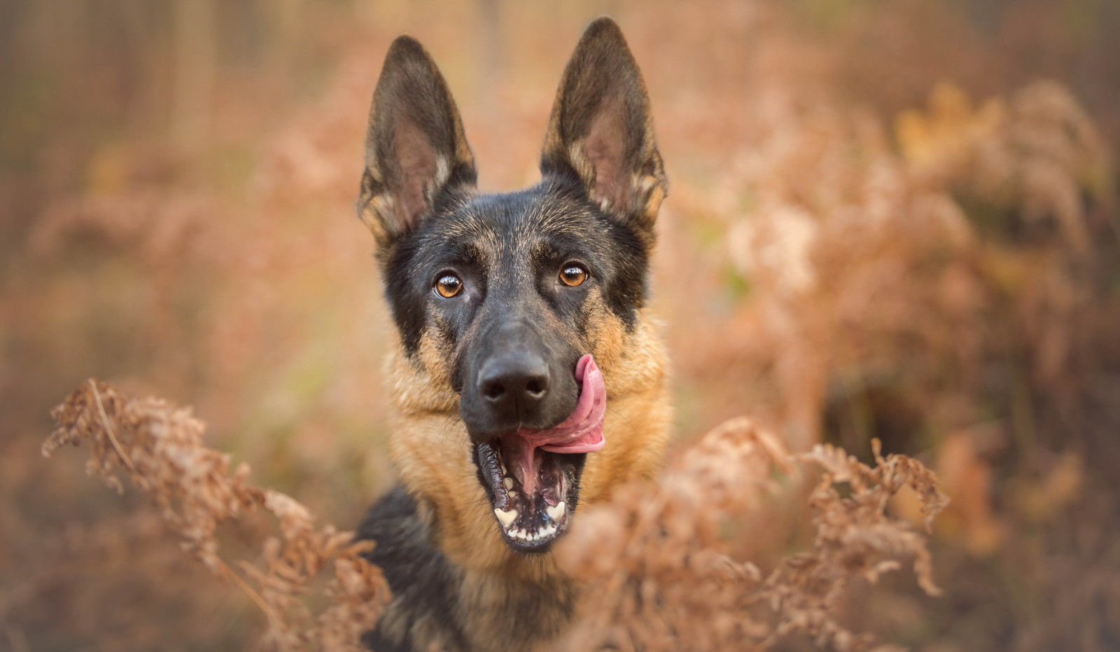 aussehen, Hund, jeder