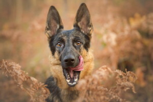 cane, ogni, Guarda