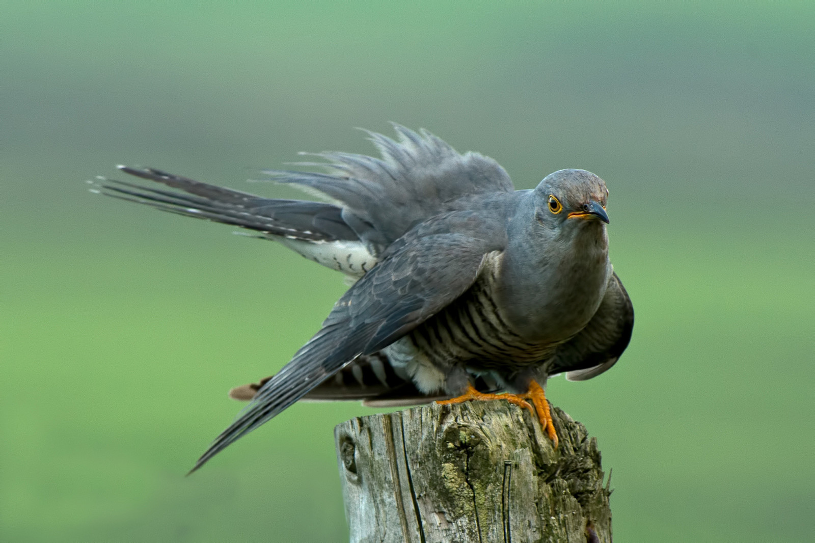 background, bird, stump, cuckoo