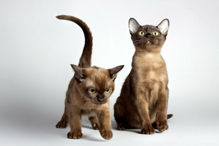 animals, cats, kittens, photo, two