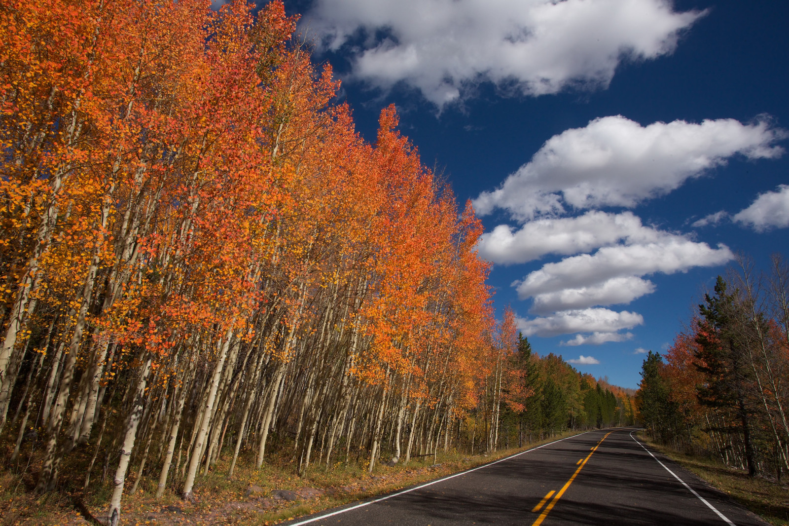 outono, o céu, estrada, árvores, nuvens