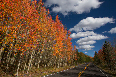 otoño, nubes, la carretera, el cielo, arboles