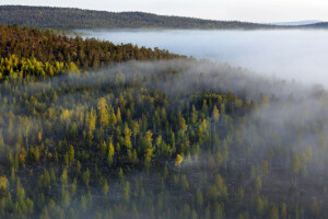 fog, forest, morning