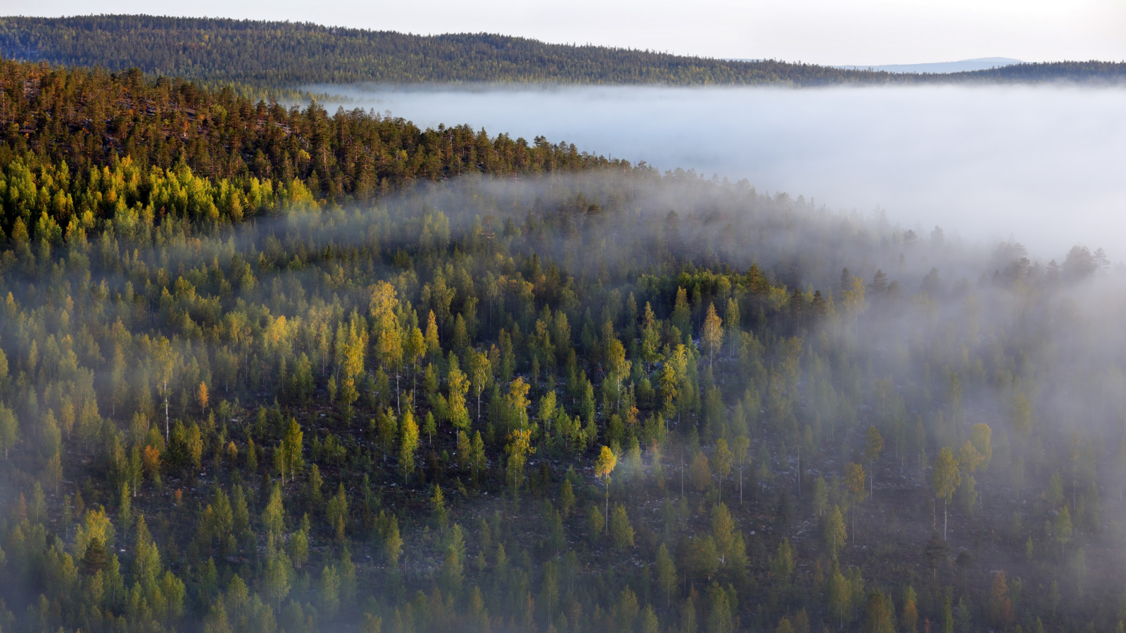 skog, morgen, tåke