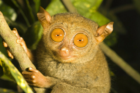 branche, yeux, tarsier, la primauté de