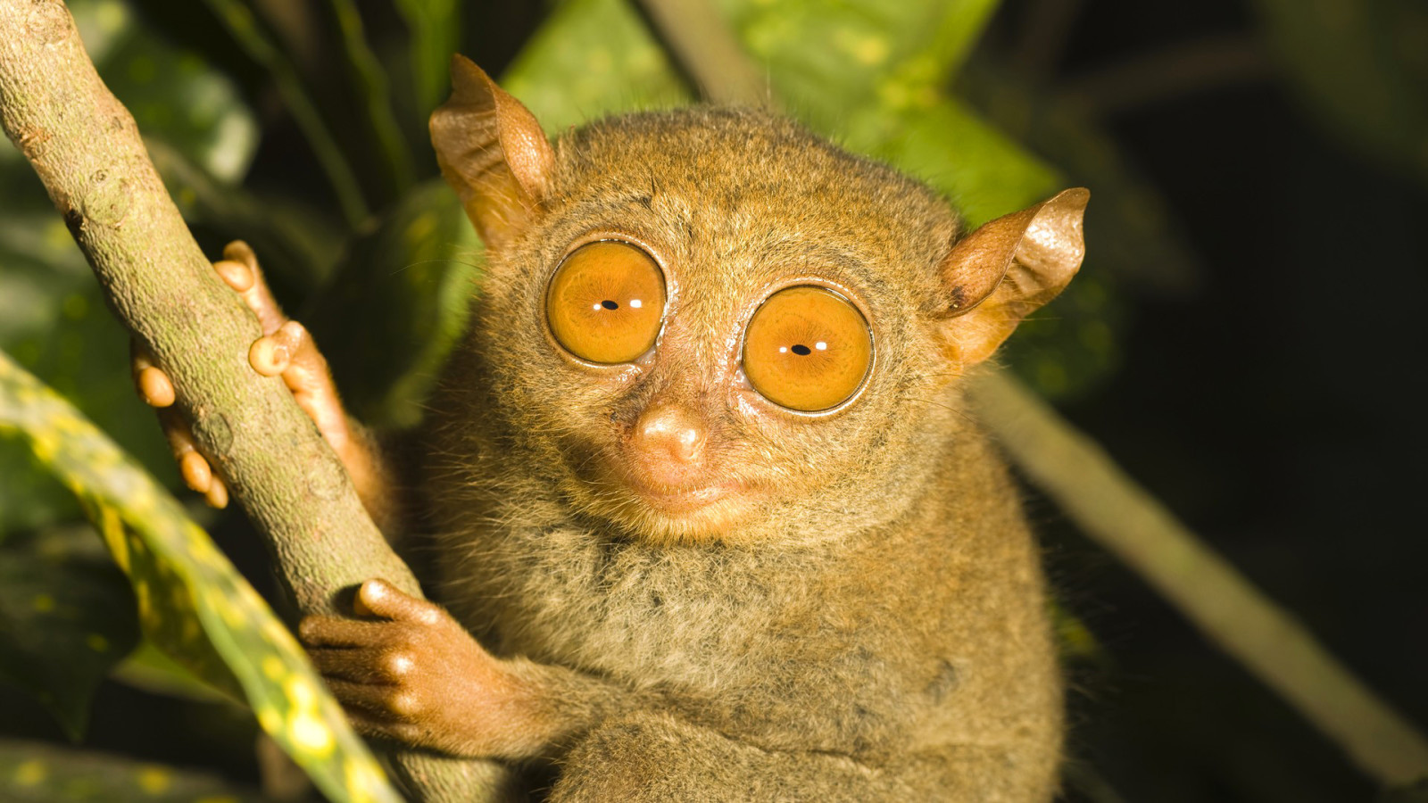 Augen, Ast, das Primat von, Tarsier