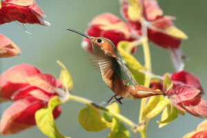 beak, bird, flowers, Hummingbird