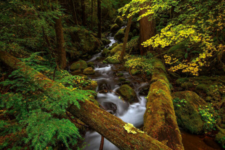 forêt, rivière, courant, fourrés, des arbres