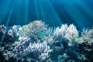 corals, fish, rays of light, the bottom, underwater world