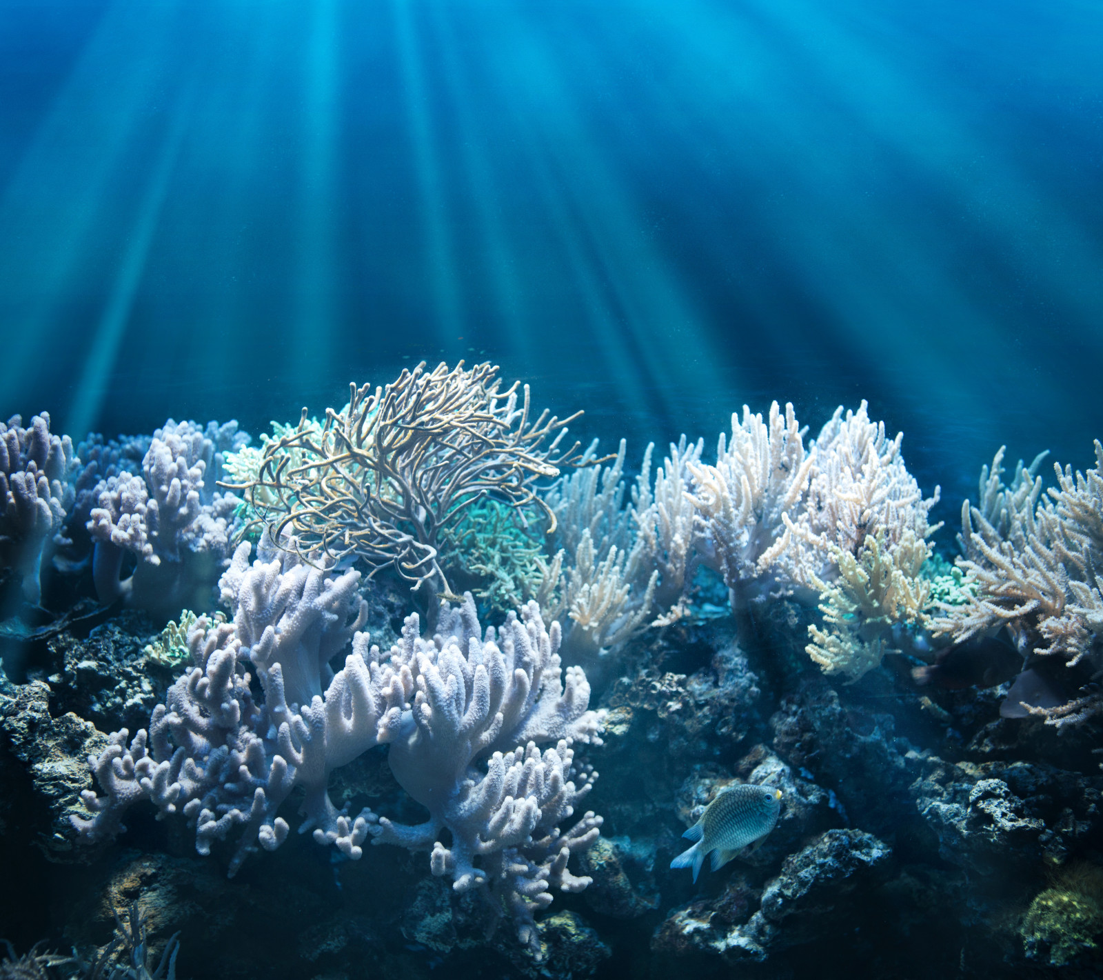 pescado, mundo submarino, El fondo, corales, rayos de luz