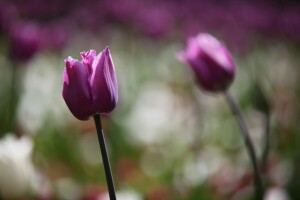 bokeh, kwiaty, tulipany