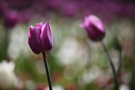 bokeh, Çiçekler, laleler