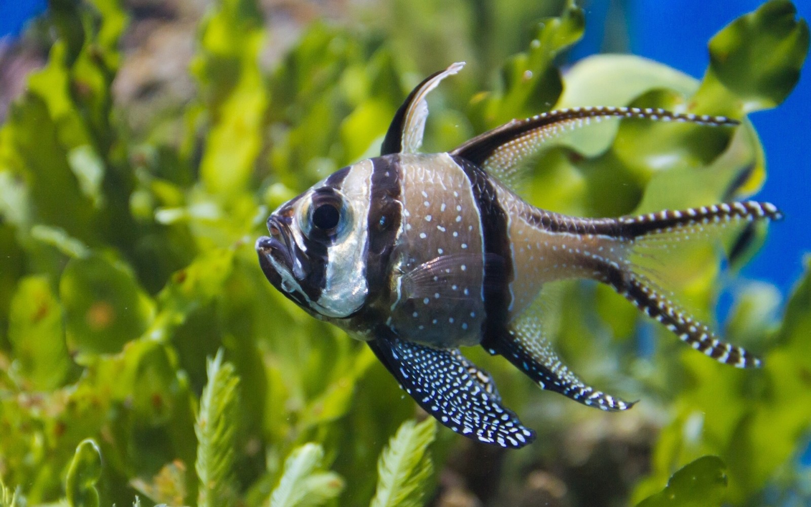 peixe, algas, Cardeal de tule, Apogon Kauderni