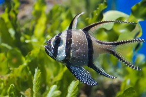 algae, Apogon Kauderni, fish, Tulle cardinal