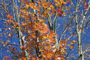 efterår, grene, blade, himlen, træ