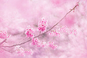 takken, bloemen, Sakura