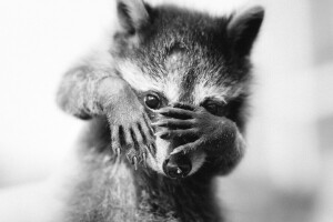 Animal, cub, legs, monochrome, muzzle, raccoon