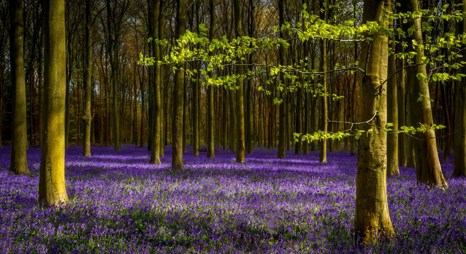 forest, branches, trees, lavender, spring, leaves