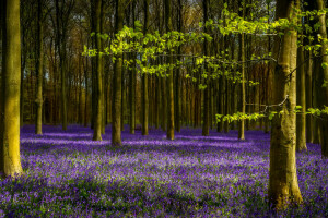 rami, foresta, lavanda, le foglie, primavera, alberi