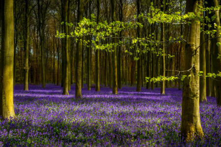 branches, forêt, lavande, feuilles, printemps, des arbres